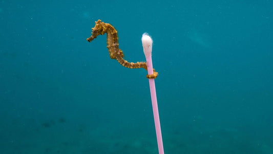La pollution plastique des océans.