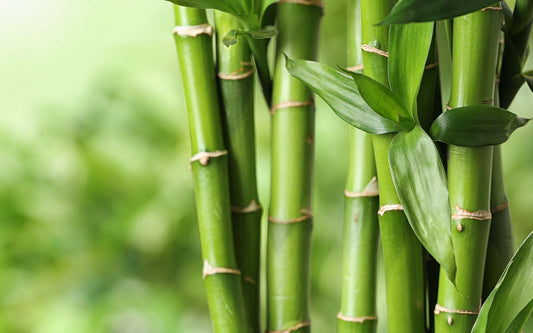 Le bambou, un matériau éco-responsable !